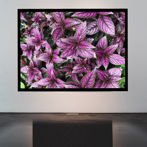 Blossom Purple | Nature Scenery